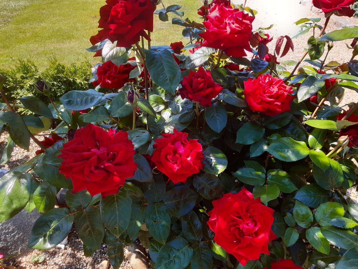 Machu Picchu Republikanske parti spin Roser - køb billige smukke roser i højt kvalitet - mere end 200 arter